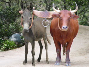 yoked-donkey-and-ox